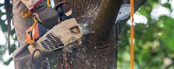 Best Tree Risk Assessment  in Norwich, CT