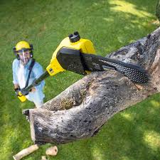 Best Commercial Tree Services  in Norwich, CT