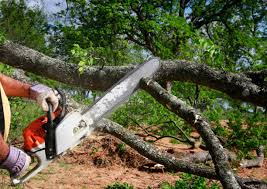 Best Storm Damage Tree Cleanup  in Norwich, CT