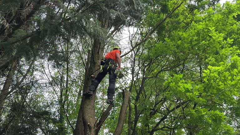 How Our Tree Care Process Works  in  Norwich, CT