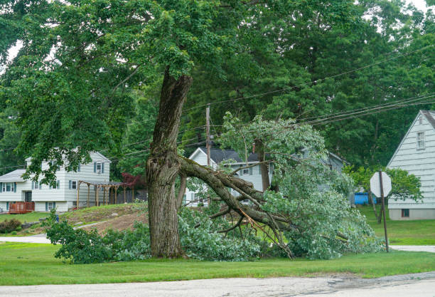 Best Fruit Tree Pruning  in Norwich, CT