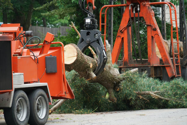 Trusted Norwich, CT Tree Services Experts