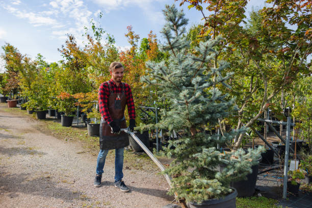 Best Fruit Tree Pruning  in Norwich, CT